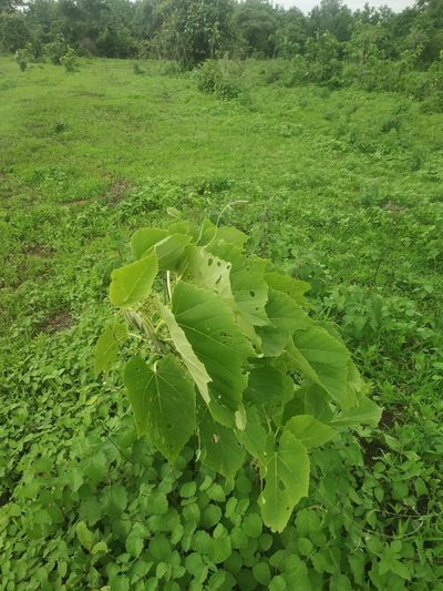 Cissus woodrowii, photographed by S.MORE