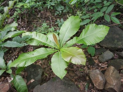Dillenia indica, photographed by S.MORE