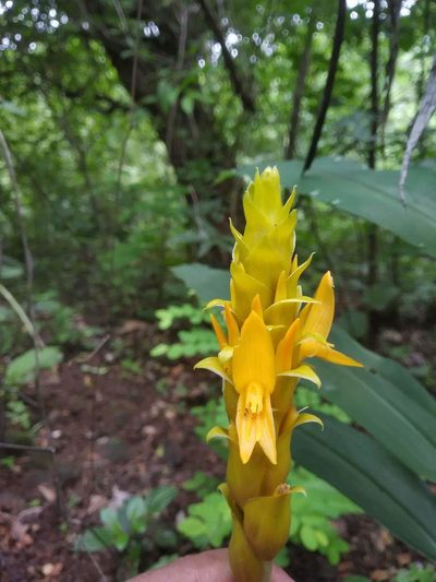 Zingiber neesanum, photographed by S.MORE