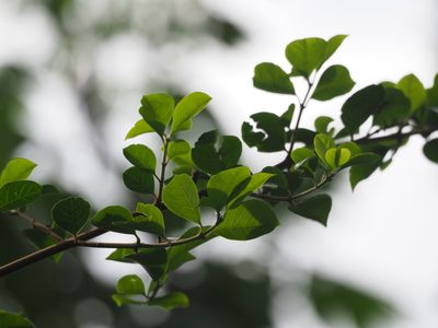 Pisonia aculeata, photographed by 葉子