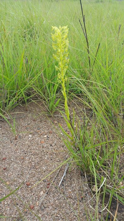 Habenaria hilsenbergii, photographed by Stuart Cable