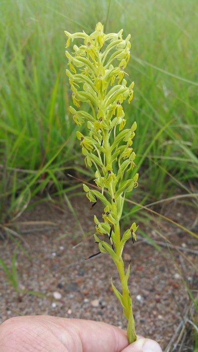 Habenaria hilsenbergii, photographed by Stuart Cable