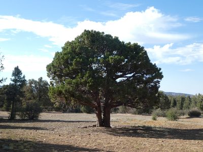 Juniperus grandis, photographed by Eric Johnson