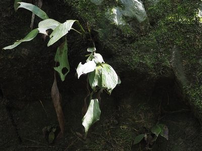 Antrophyum formosanum, photographed by 葉子