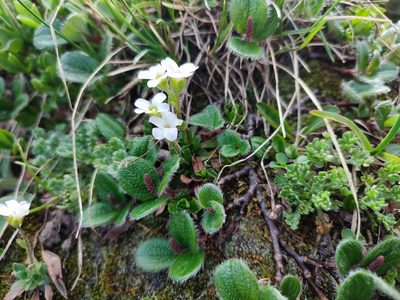 Saxifraga androsacea, photographed by xulescu_g