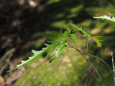 Ficus ampelos, photographed by 葉子