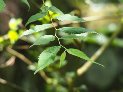 Zelkova serrata, photographed by 葉子