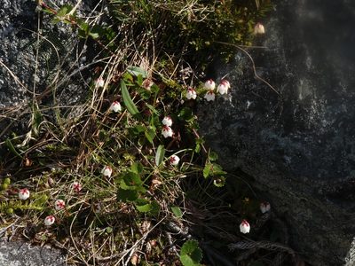 Harrimanella hypnoides, photographed by Tero Linjama