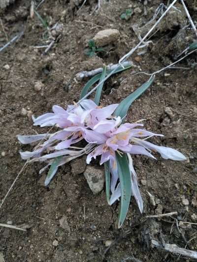 Colchicum trigynum, photographed by Razmik Badalyan