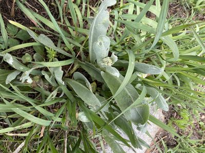 Senecio atratus, photographed by Elliott Gordon