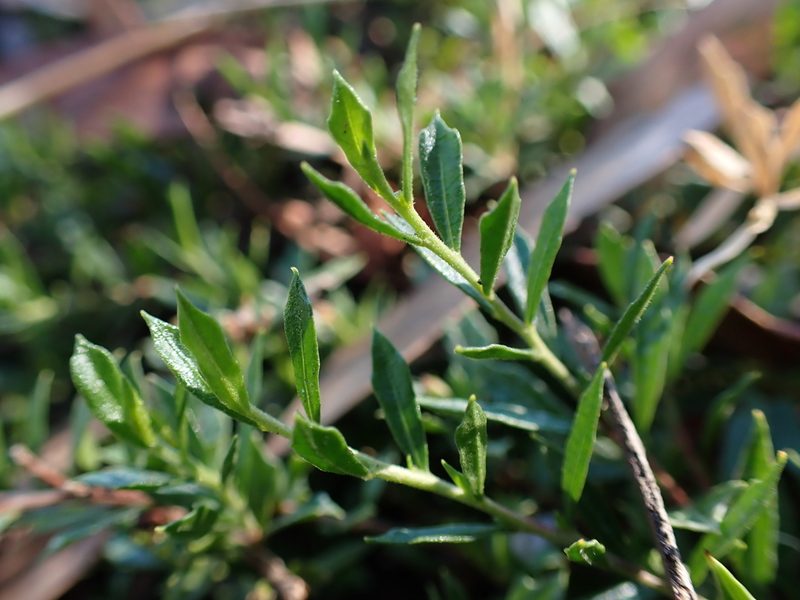 Dodonaea procumbens, photographed by Nina Kerr