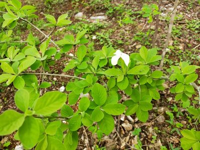 Randia echinocarpa, photographed by David Jacobo