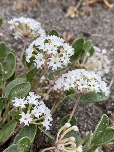Abronia ammophila, photographed by Matt Berger