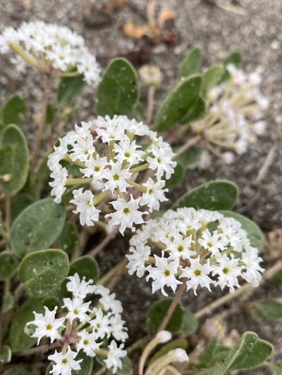 Abronia ammophila, photographed by Matt Berger
