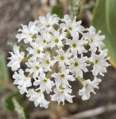 Abronia ammophila, photographed by Matt Berger