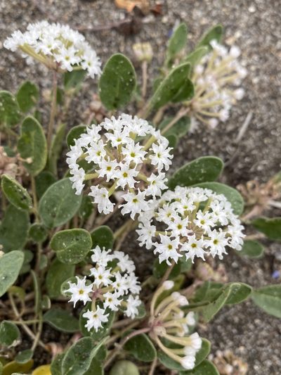Abronia ammophila, photographed by Matt Berger