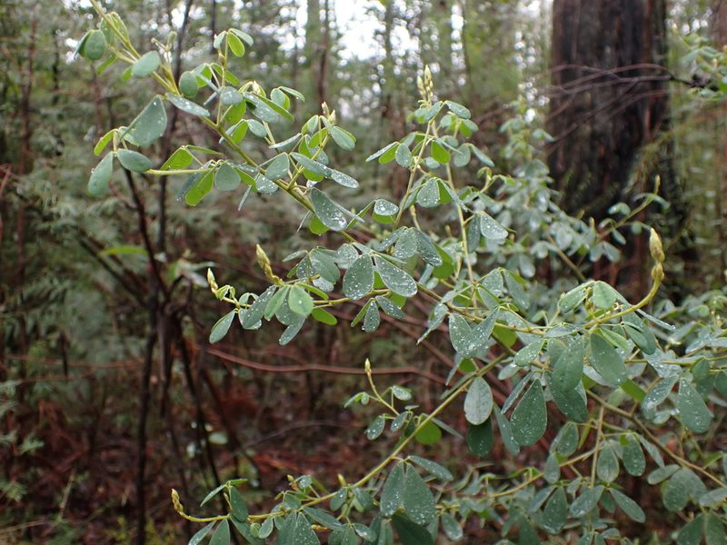 Goodia pubescens, photographed by Nina Kerr
