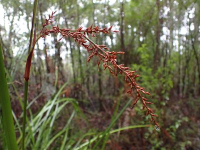 Lepidosperma elatius, photographed by Nina Kerr