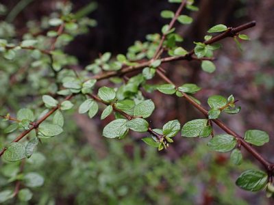 Coprosma quadrifida, photographed by Nina Kerr