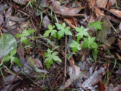 Hydrocotyle geraniifolia, photographed by Nina Kerr