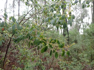Goodia pubescens, photographed by Nina Kerr
