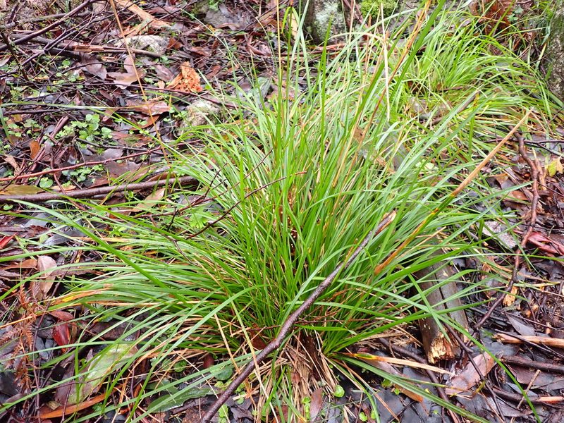 Poa ensiformis, photographed by Nina Kerr