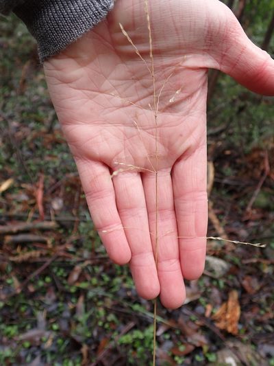 Poa ensiformis, photographed by Nina Kerr