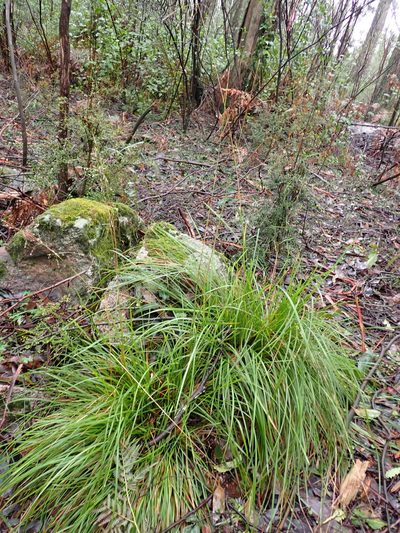 Poa ensiformis, photographed by Nina Kerr