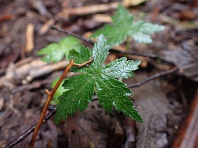 Hydrocotyle geraniifolia, photographed by Nina Kerr
