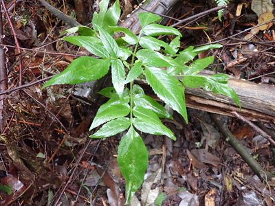 Sambucus gaudichaudiana, photographed by Nina Kerr