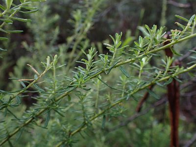 Cassinia aculeata, photographed by Nina Kerr