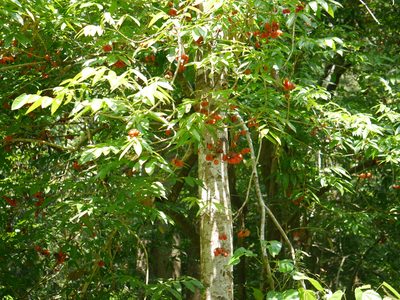 Harpullia arborea, photographed by Dinesh Valke