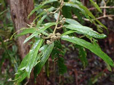 Olearia lirata, photographed by Nina Kerr