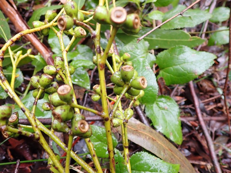 Eucalyptus cypellocarpa, photographed by Nina Kerr