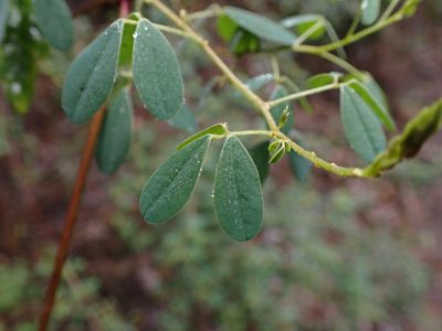 Goodia pubescens, photographed by Nina Kerr