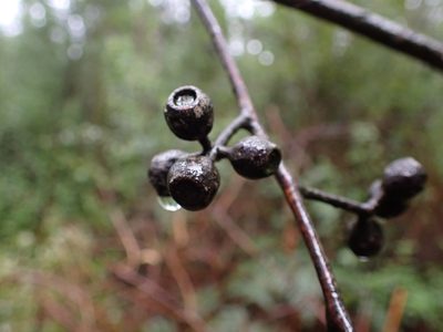 Eucalyptus obliqua, photographed by Nina Kerr