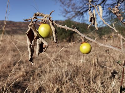 Solanum lichtensteinii, photographed by Philani Hadebe