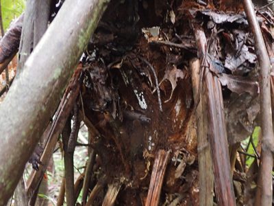 Dicksonia antarctica, photographed by Nina Kerr