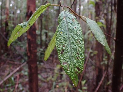 Pomaderris aspera, photographed by Nina Kerr