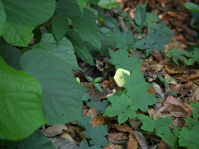 Distimake vitifolius, photographed by Dinesh Valke