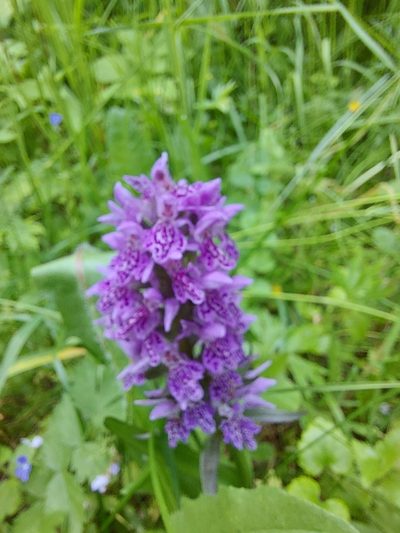 Dactylorhiza sibirica, photographed by Pavel Borodin