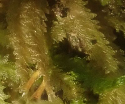 Alleniella hymenodonta, photographed by John Steel