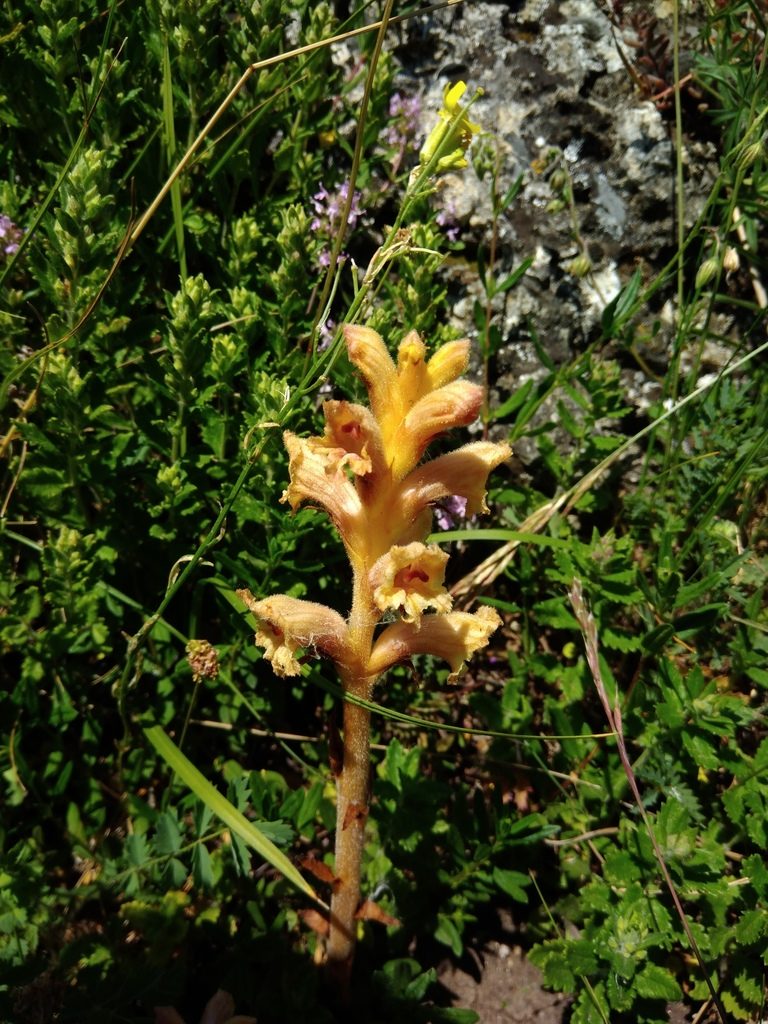 Orobanche teucrii, photographed by Valerii Darmostuk