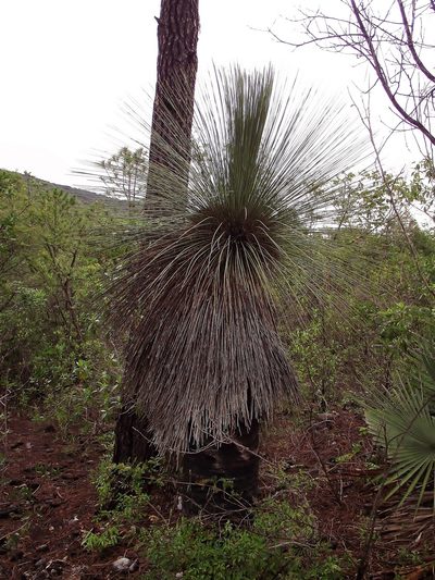 Dasylirion quadrangulatum, photographed by Raúl Ernestoo