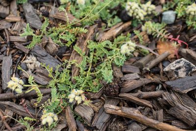Astragalus glaux, photographed by Tim Johnson