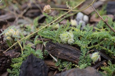 Astragalus glaux, photographed by Tim Johnson