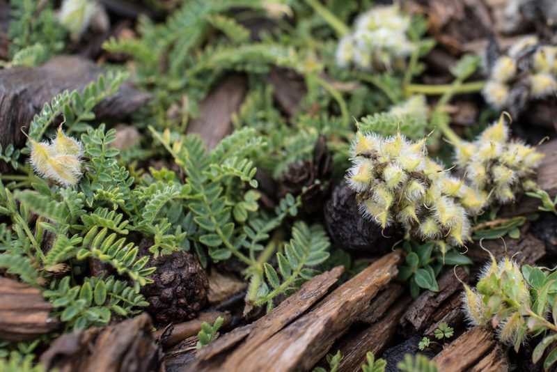 Astragalus glaux, photographed by Tim Johnson