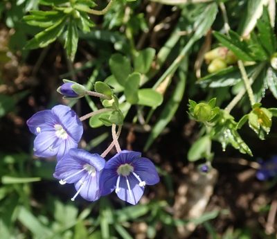 Veronica fruticans, photographed by agujaceratops