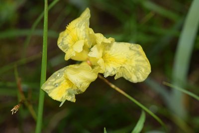 Iris humilis, photographed by З. Цэгмэд