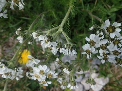 Achillea atrata, photographed by agujaceratops
